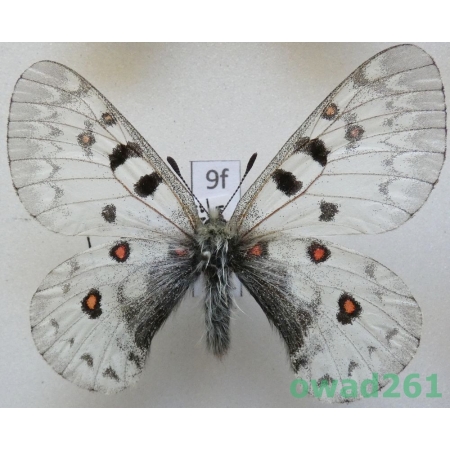 Parnassius jacquemonti subsp. pamira Bang-Haas, 1927 Tajikistan9f